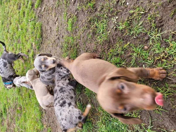 cuccioli di bassotti kaninchen maschi femmine | Foto 0