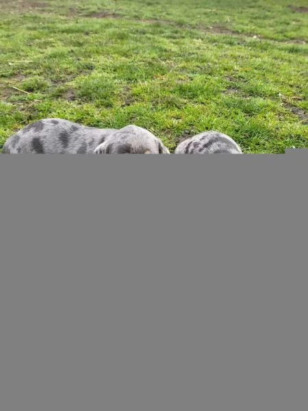 adorabili cuccioli di bassotto | Foto 1