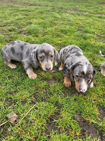 adorabili cuccioli di bassotto | Foto 0