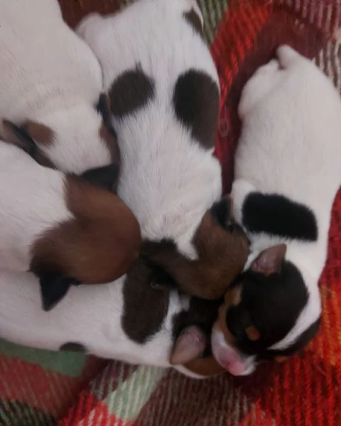 piccolissimi gek russel toy  nati il 18 ottobre x info conttatare  il numero 3282045368  oppure il32