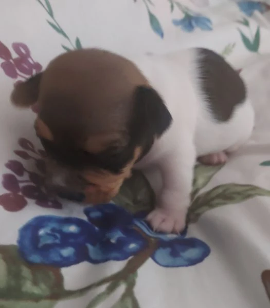 piccolissimi gek russel toy  nati il 18 ottobre x info conttatare  il numero 3282045368  oppure il32 | Foto 1