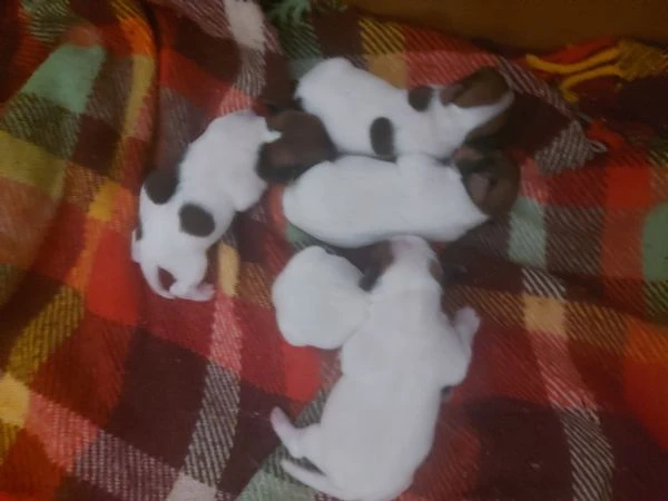 piccolissimi gek russel toy  nati il 18 ottobre x info conttatare  il numero 3282045368  oppure il32 | Foto 0