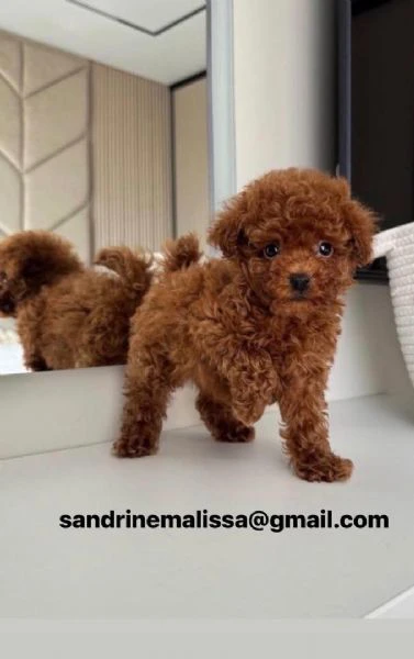 barboncino toy disponibile per l'adozione