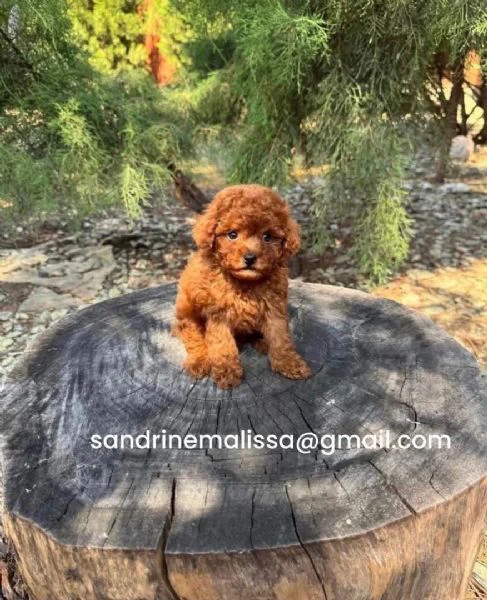 barboncino toy disponibile per l'adozione!