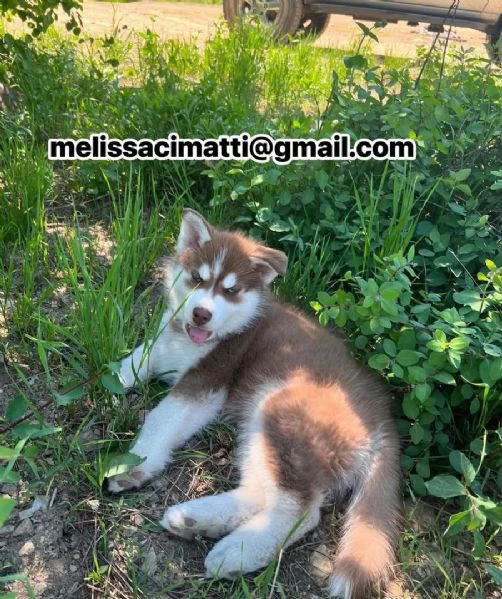 cuccioli di husky disponibili per l'adozione!
