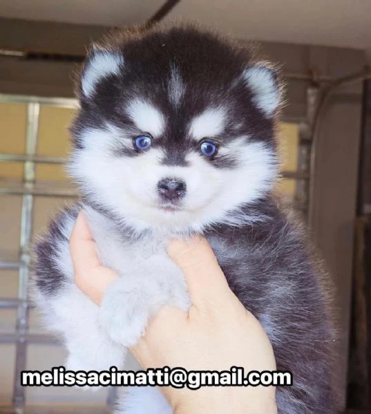 disponibile cucciolo di pomsky per adozione