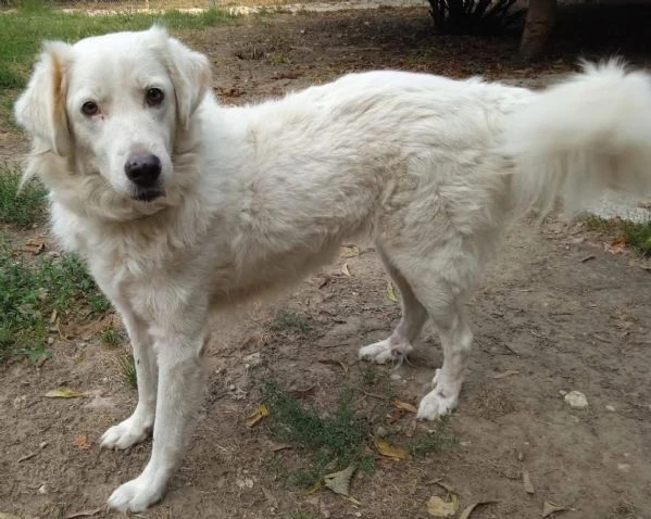 penelope, la dolcezza fatta cane ❤️ | Foto 2