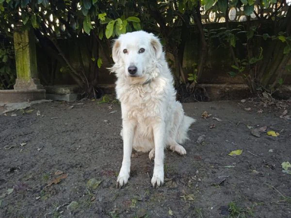 penelope, la dolcezza fatta cane ❤️ | Foto 1