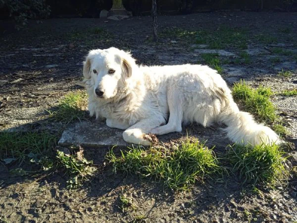 penelope, la dolcezza fatta cane ❤️ | Foto 0