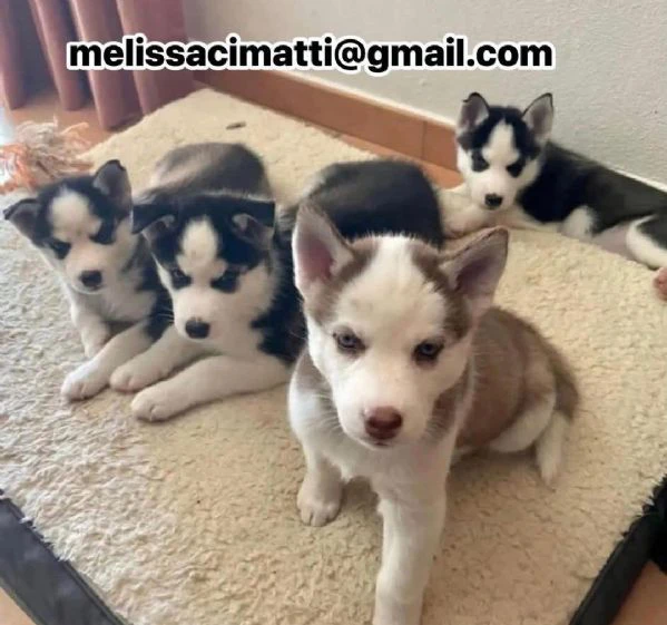 cuccioli di husky disponibili per l'adozione!