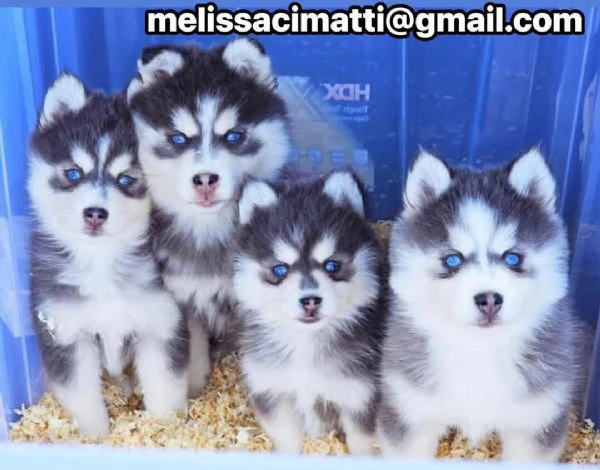 disponibile cucciolo di pomsky per adozione