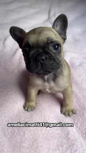adotta un adorabile cucciolo di bulldog francese | Foto 2