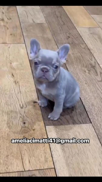 adotta un adorabile cucciolo di bulldog francese | Foto 0