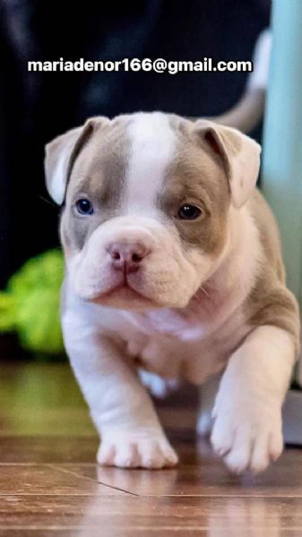 cuccioli di pitbull disponibili per l'adozione | Foto 2