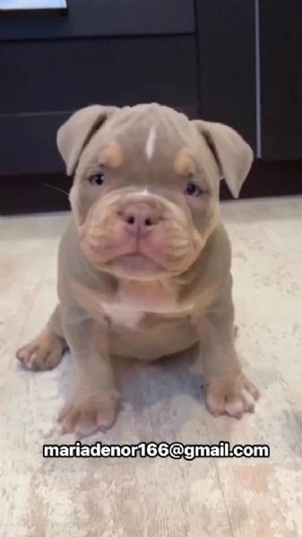 cuccioli di pitbull disponibili per l'adozione | Foto 0