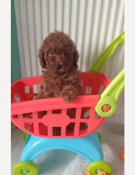 barboncini nani rosso scuro registrati | Foto 2