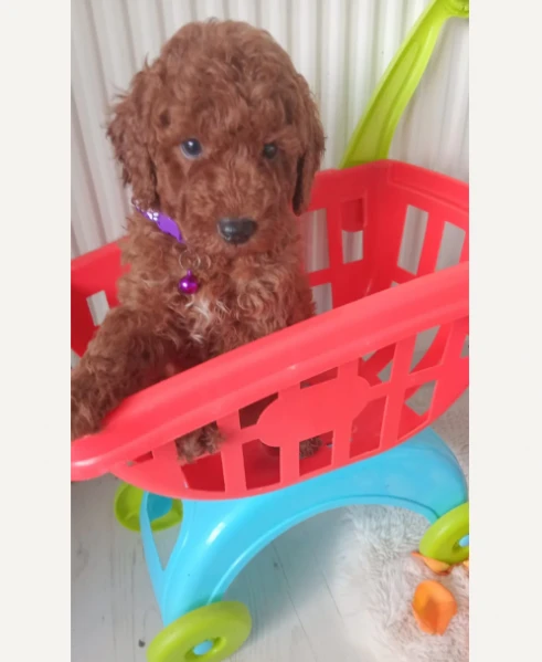 barboncini nani rosso scuro registrati | Foto 0