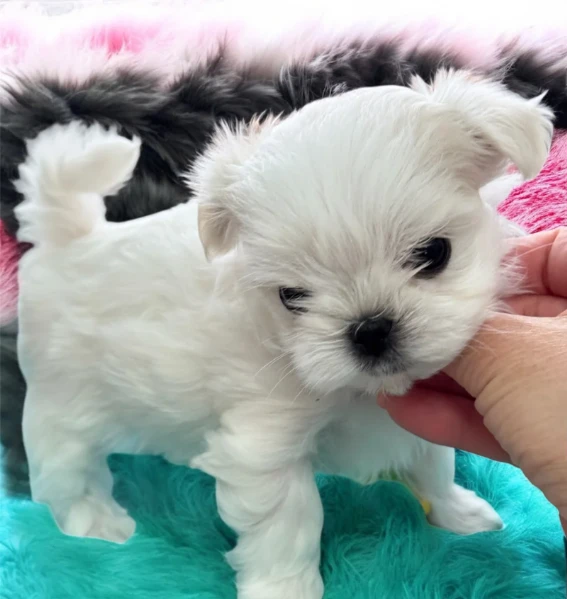 piccola taglia maltese cuccioli | Foto 1