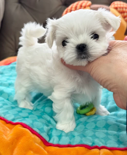 piccola taglia maltese cuccioli | Foto 0