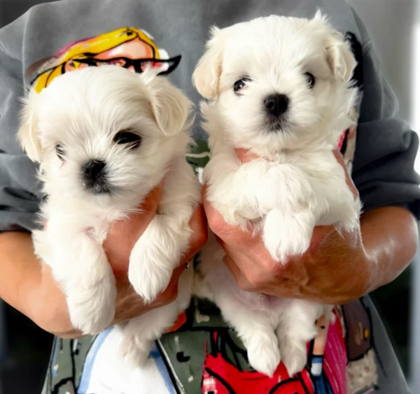 piccola taglia maltese cuccioli