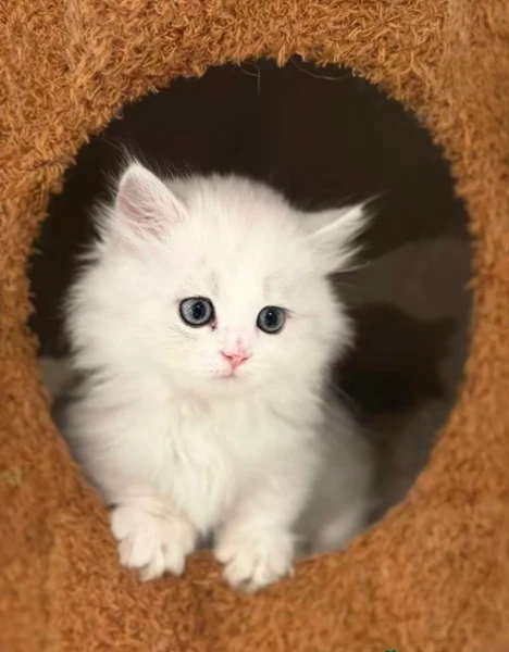 munchkin gattini disponibili | Foto 1