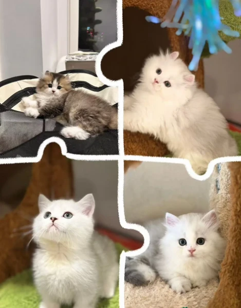 munchkin gattini disponibili | Foto 0