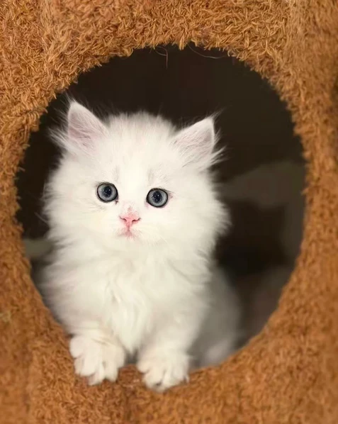 munchkin gattini disponibili