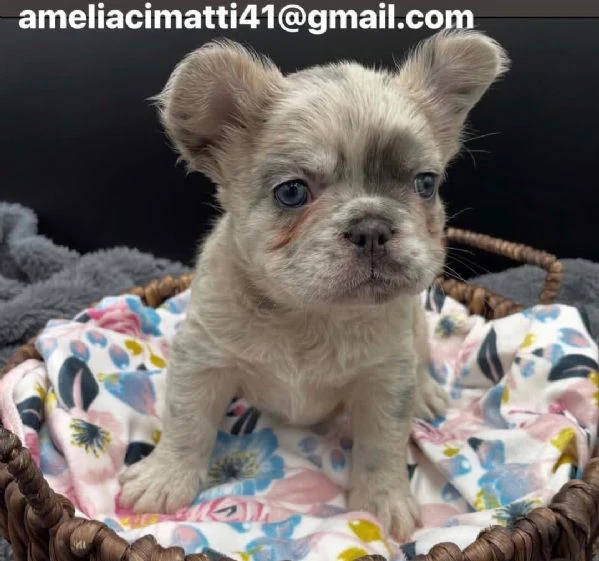 dotta un adorabile cucciolo di bulldog francese