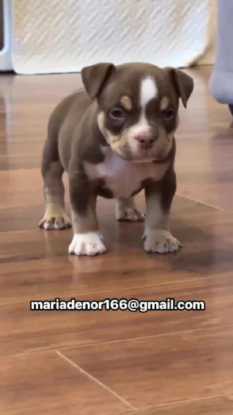 cuccioli di pitbull disponibili per l'adozione | Foto 1