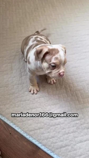 cuccioli di pitbull disponibili per l'adozione | Foto 0