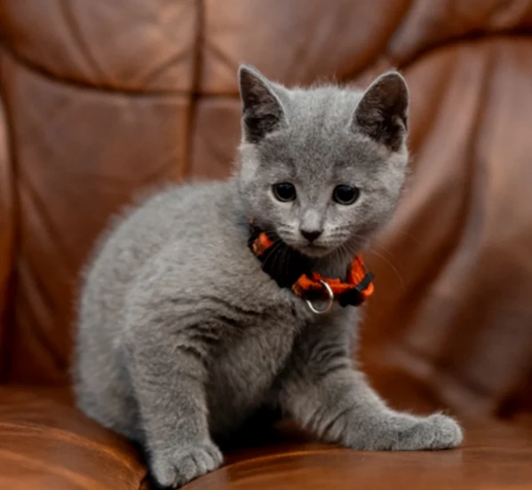 due gattini blu di russia per adozione