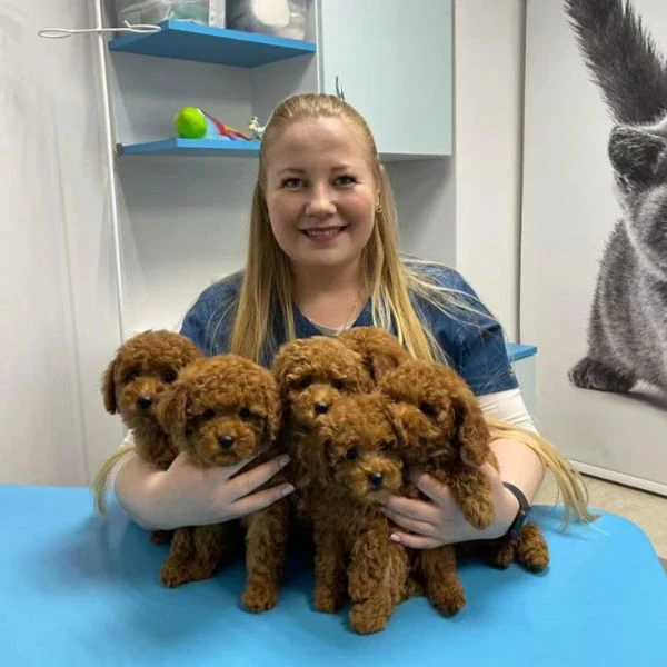 cuccioli di barboncino toy