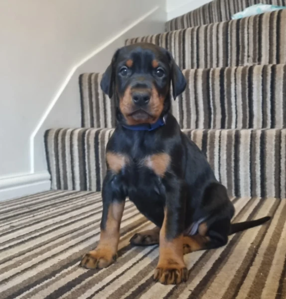 disponibili dobermann maschi e femmine.