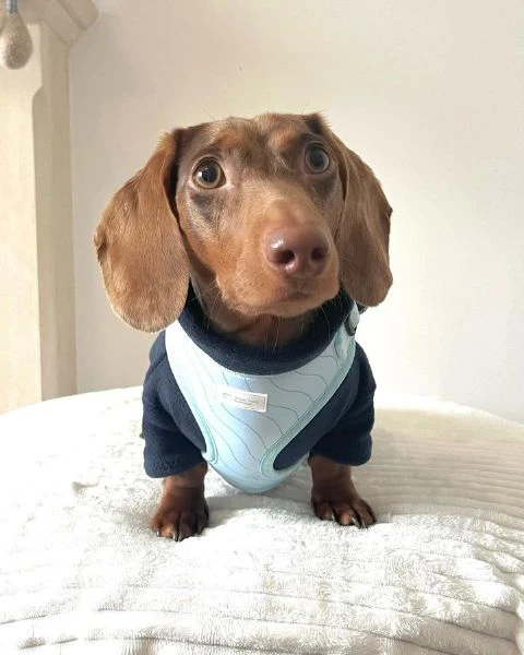 bassotto nano tedesco e bassotti nani vari colori | Foto 2