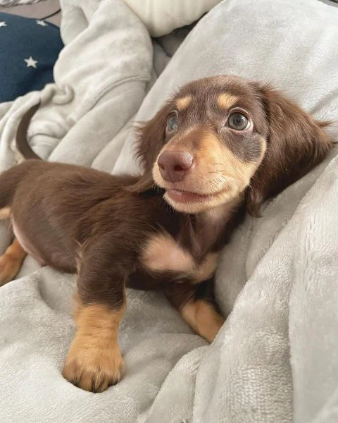 bassotto nano tedesco e bassotti nani vari colori | Foto 1