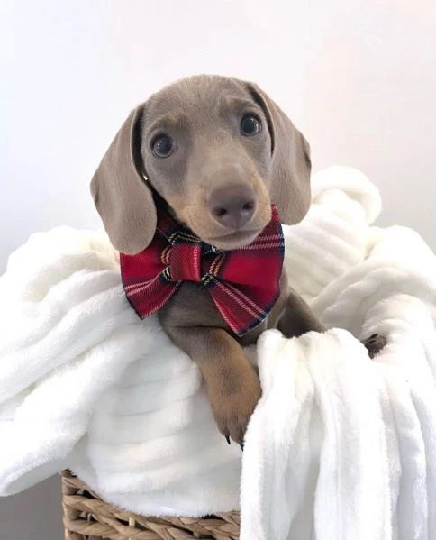 bassotto nano tedesco e bassotti nani vari colori | Foto 0