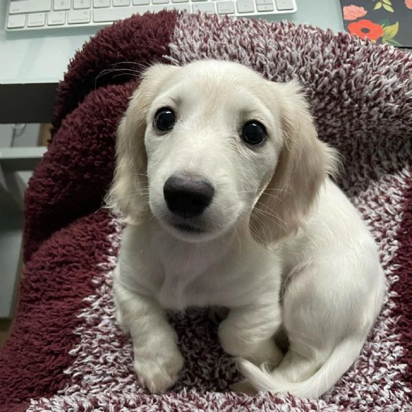 bassotto nano tedesco e bassotti nani vari colori