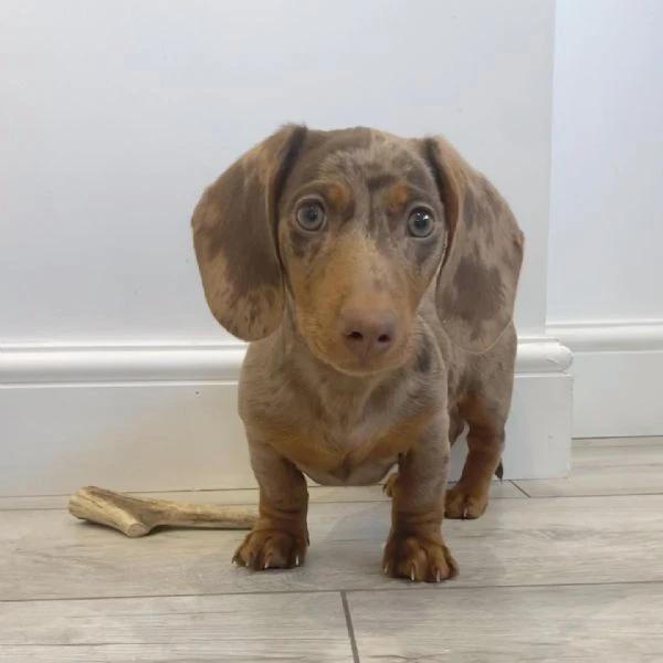 bassotto nano tedesco e bassotti nani vari colori | Foto 2