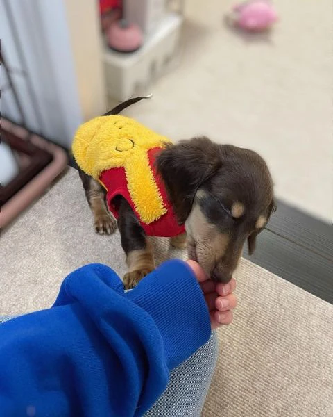 bassotto nano tedesco e bassotti nani vari colori | Foto 1