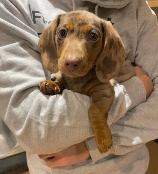 bassotto nano tedesco e bassotti nani vari colori | Foto 0