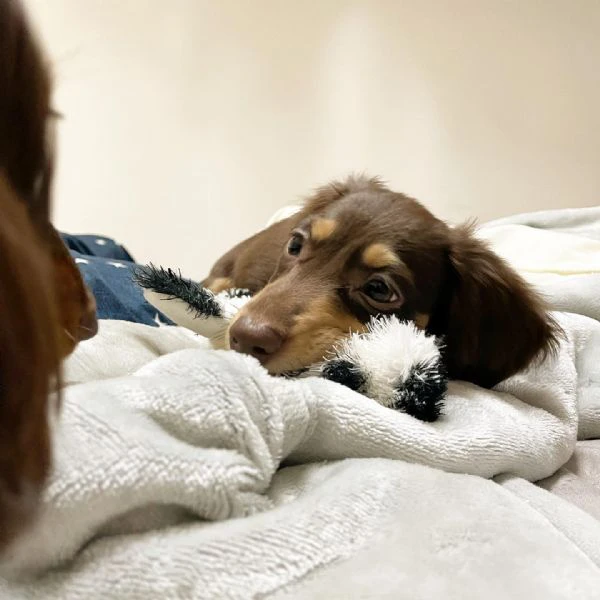 bassotto nano tedesco e bassotti nani vari colori