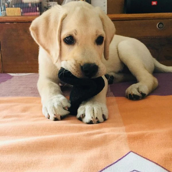 regalo cuccioli labrador. | Foto 1