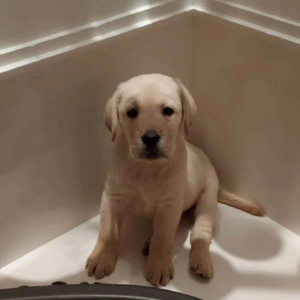 regalo cuccioli labrador. | Foto 0