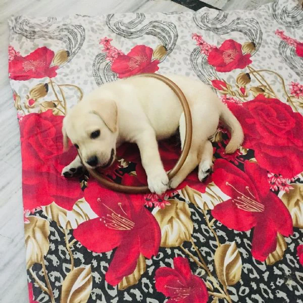 regalo cuccioli labrador.