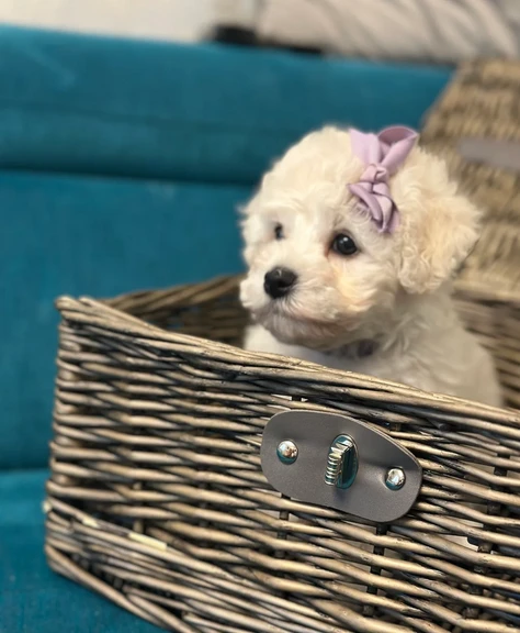 cuccioli di bichon frise per famiglie amorevoli | Foto 1
