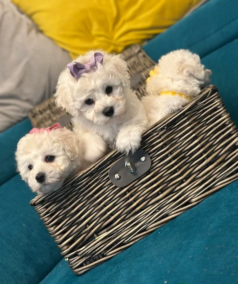 cuccioli di bichon frise per famiglie amorevoli