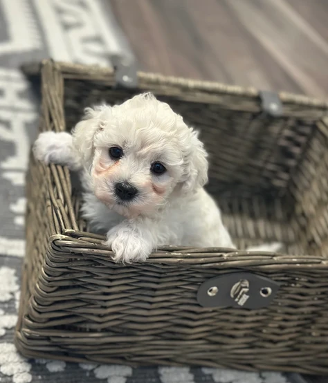 cuccioli di bichon frise per famiglie amorevoli | Foto 0