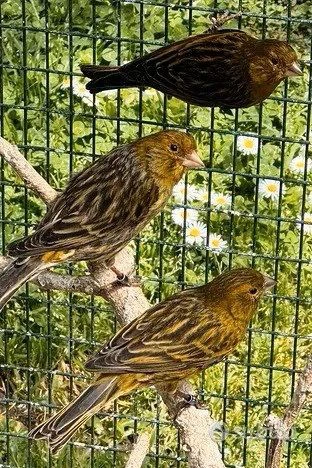 canarini novelli 2025 | Foto 5