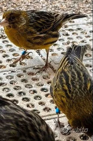 canarini novelli 2025 | Foto 4