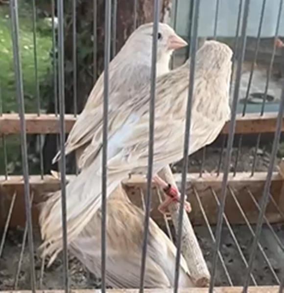 canarini novelli 2025 | Foto 1